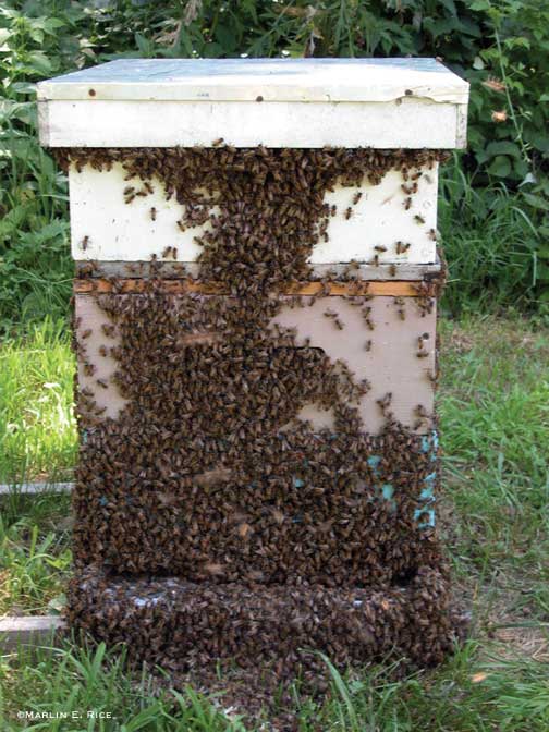 Bee hive